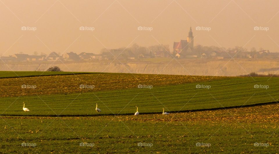 foggy morning in the countryside, in the background the village above the quarry