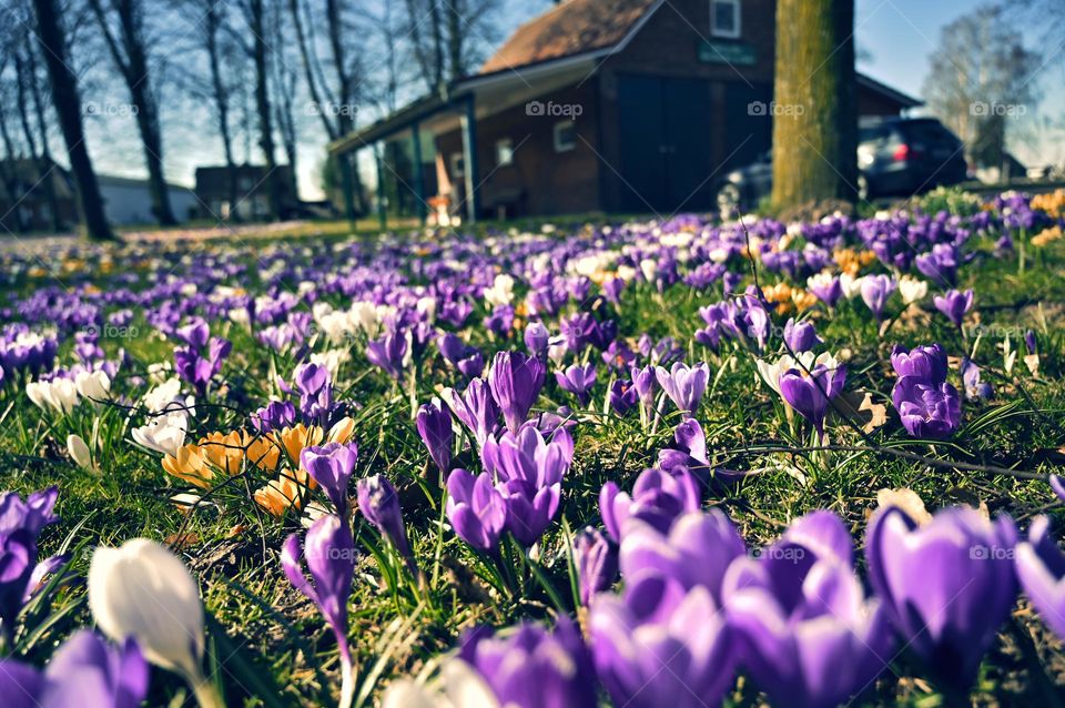 early bloomers