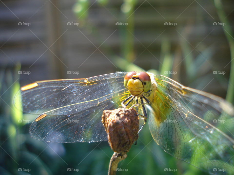 Dragonfly enjoying summer.