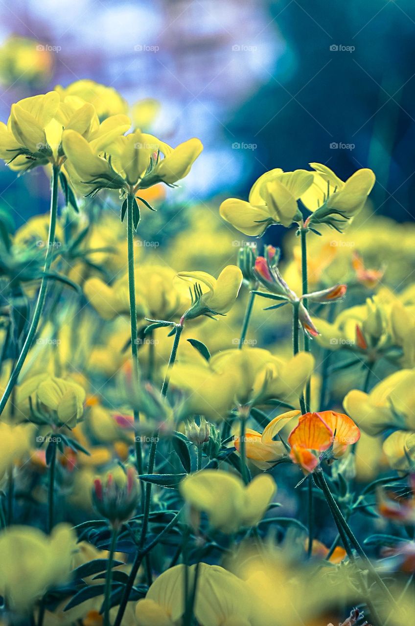 Beautiful yellow flower