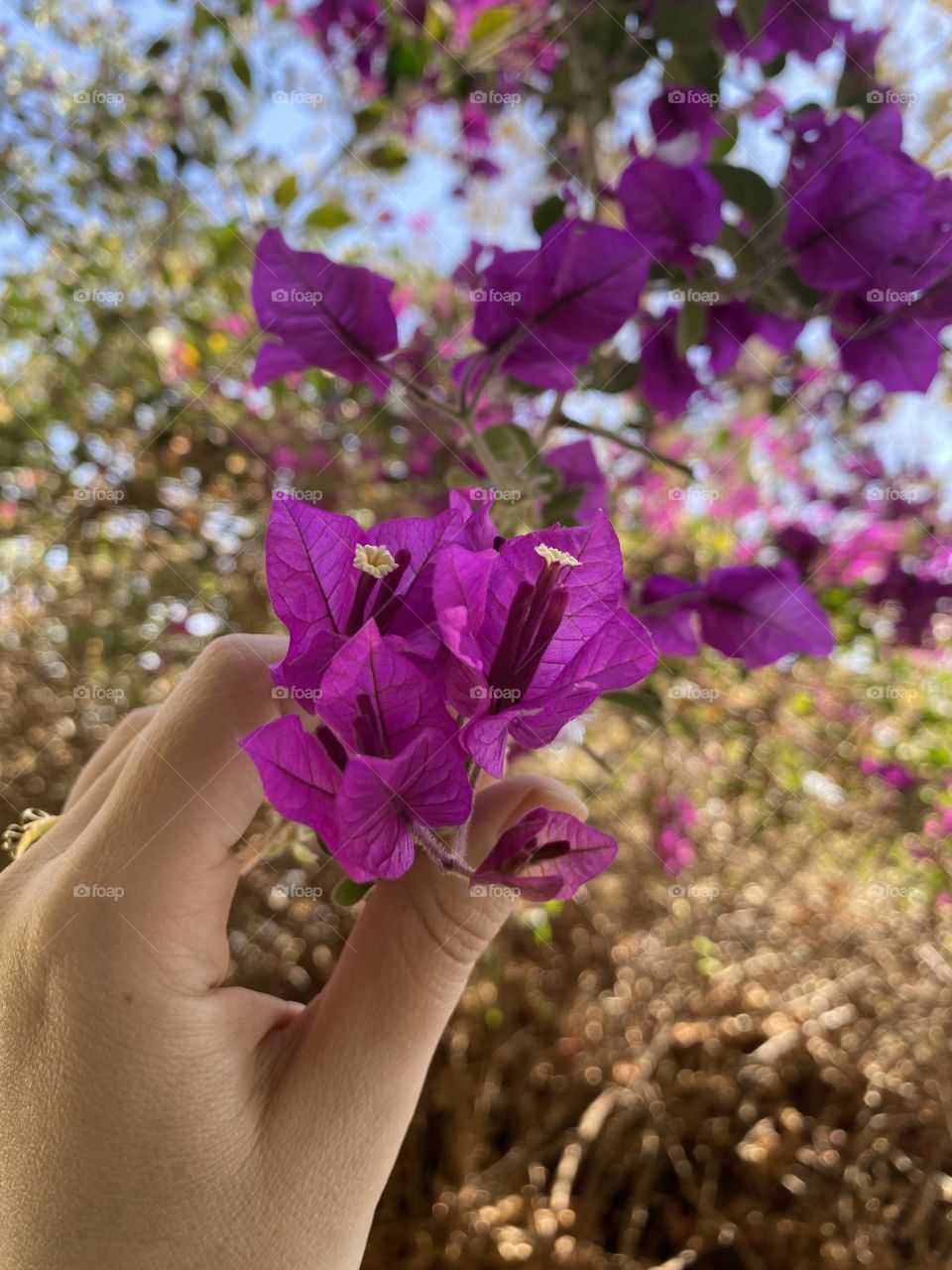 A woman’s hand is touching a purple flower 