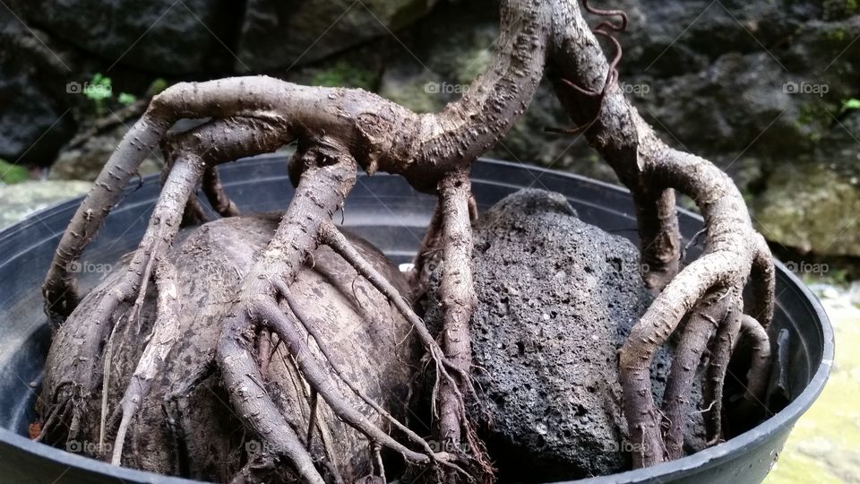 bonsai tree root