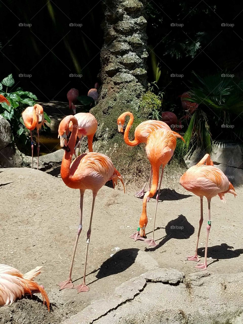 FLAMINGOS at Audubon Zoo, NOLA