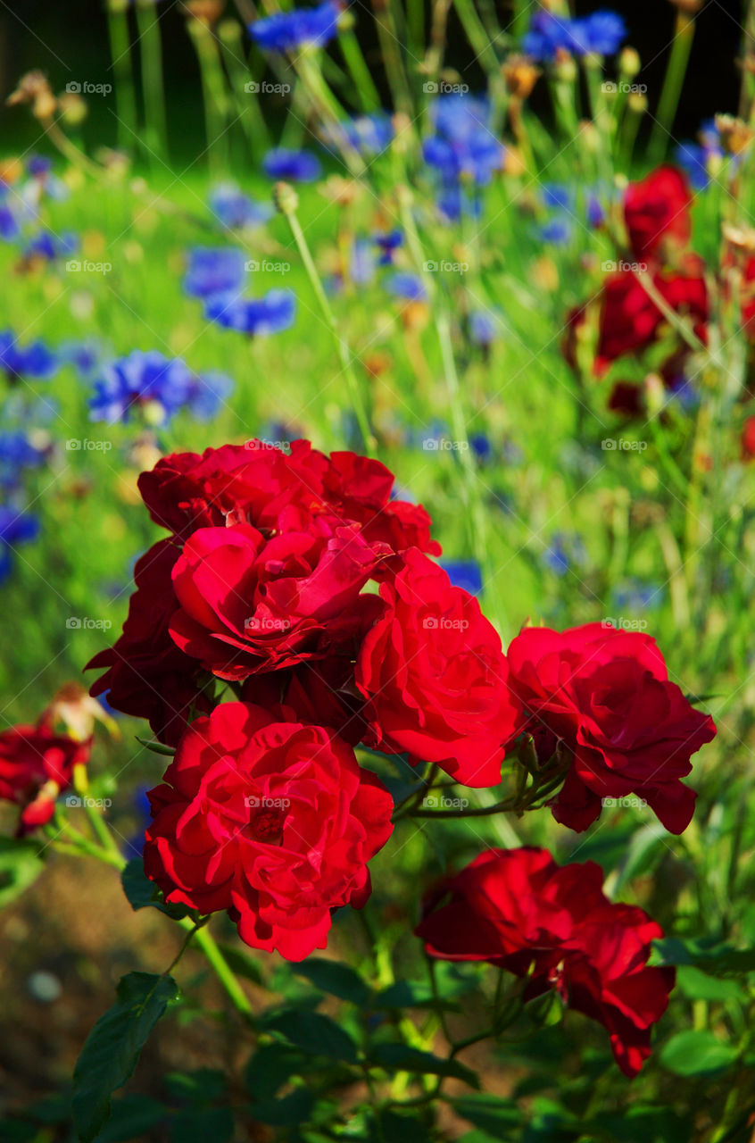 Red roses and blue cornflowers.