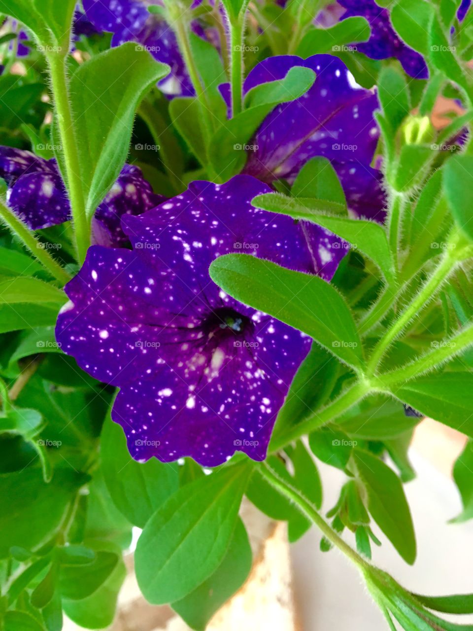 Speckled flowers 