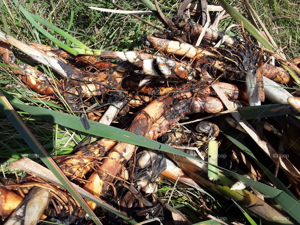 typha latifolia underground roots and leaves.