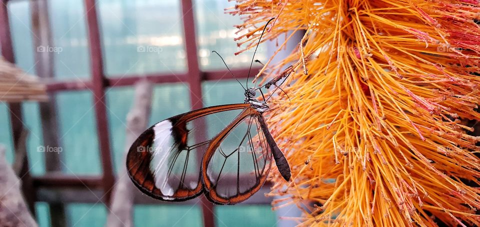 Schmetterlingsgarten