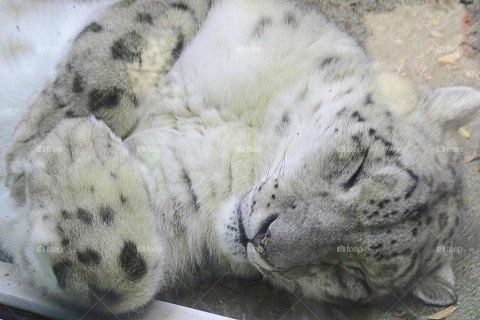 Close-up of snow leopard sleeping