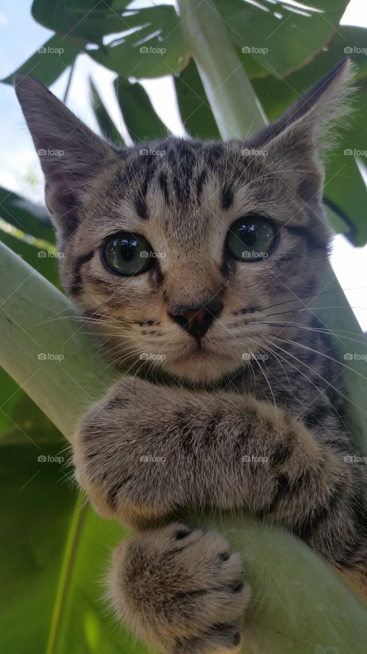 Portrait of cat