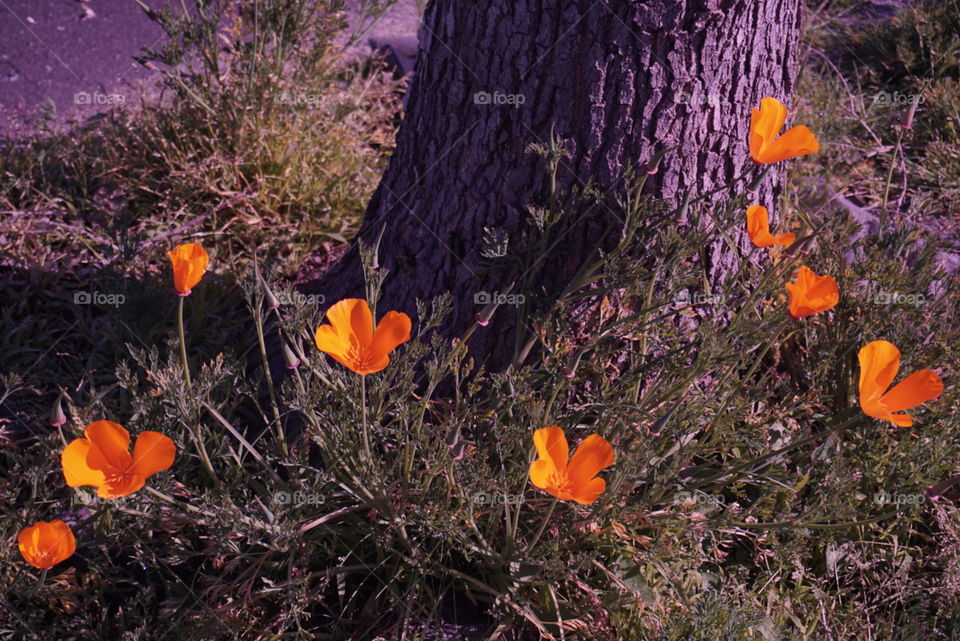 Poppies