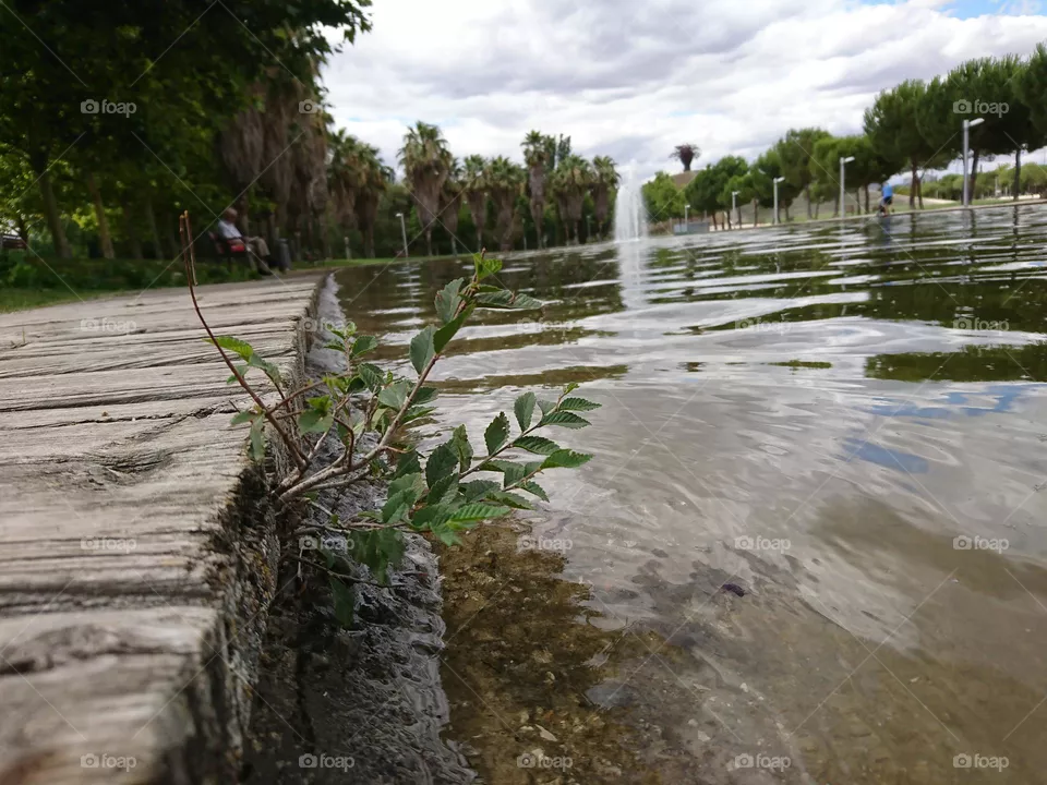 Árboles de lado del lago 
