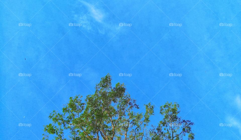 The Blue sky trees wallpaper
