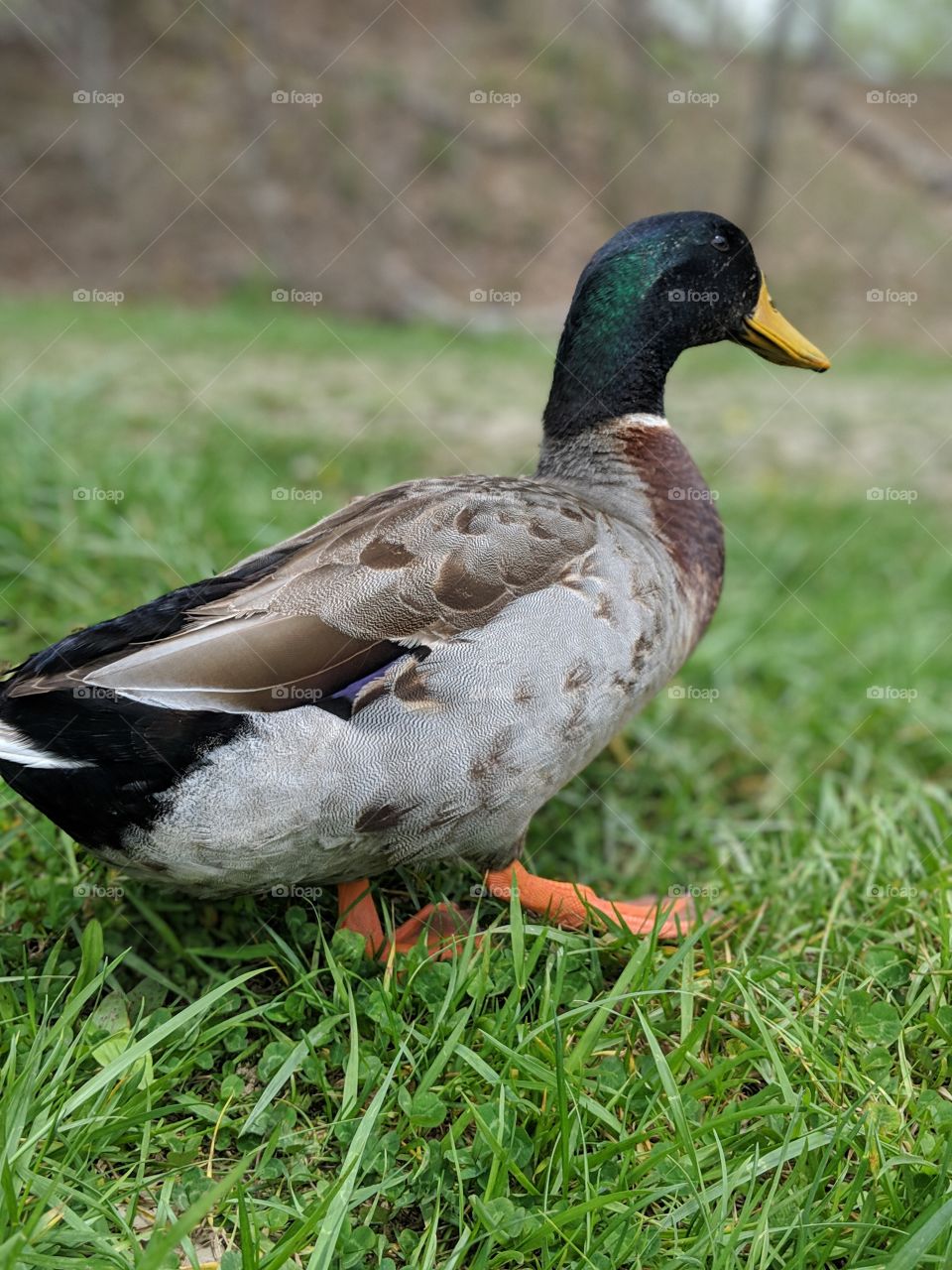 duck friend 2