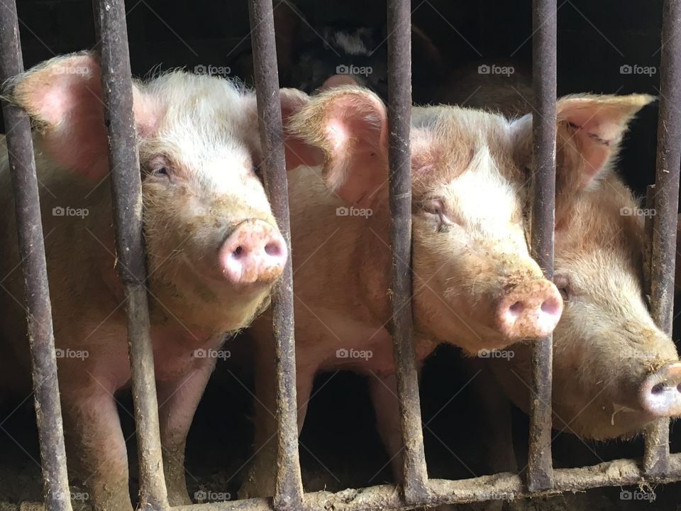 Three Little Piggies