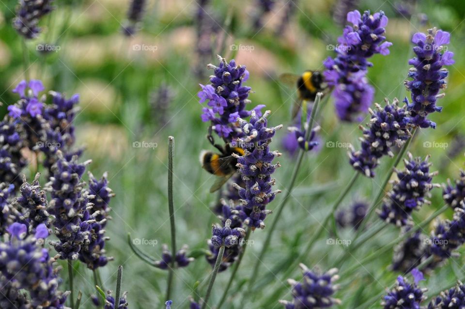 bees and flowers