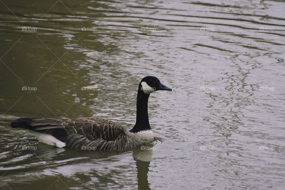Goose swimming in Olentangy river in Columbus, Ohio