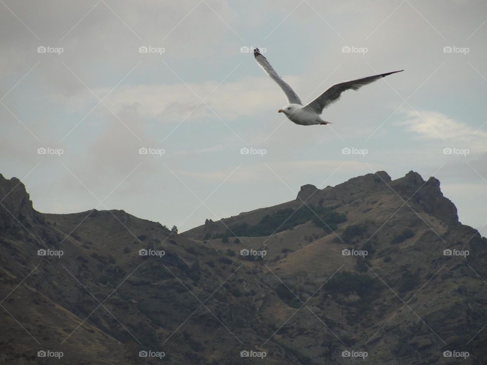 Seagull in the sky against the backdrop of mountains