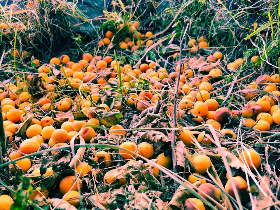 Ripened wild apricots laid on the ground
