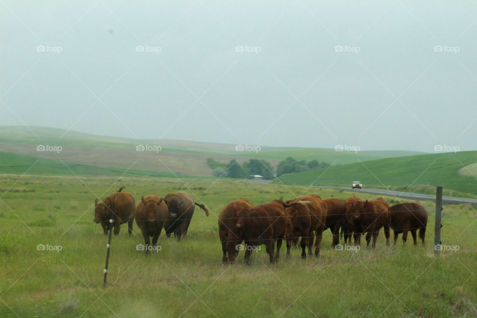 Herd of Cows