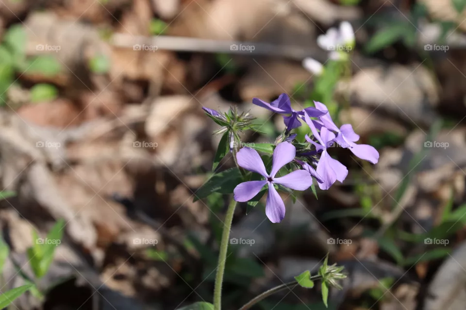 small wild flowers