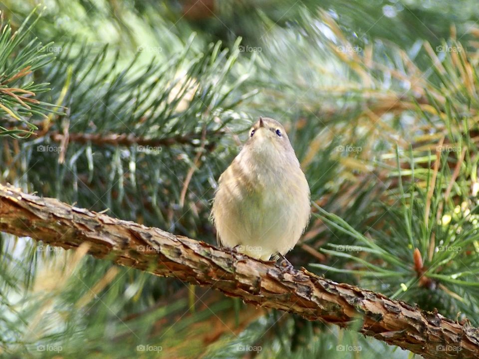 Warbler in a pine 13.09