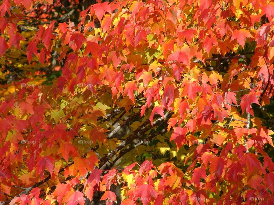 Beautiful red maple leaves