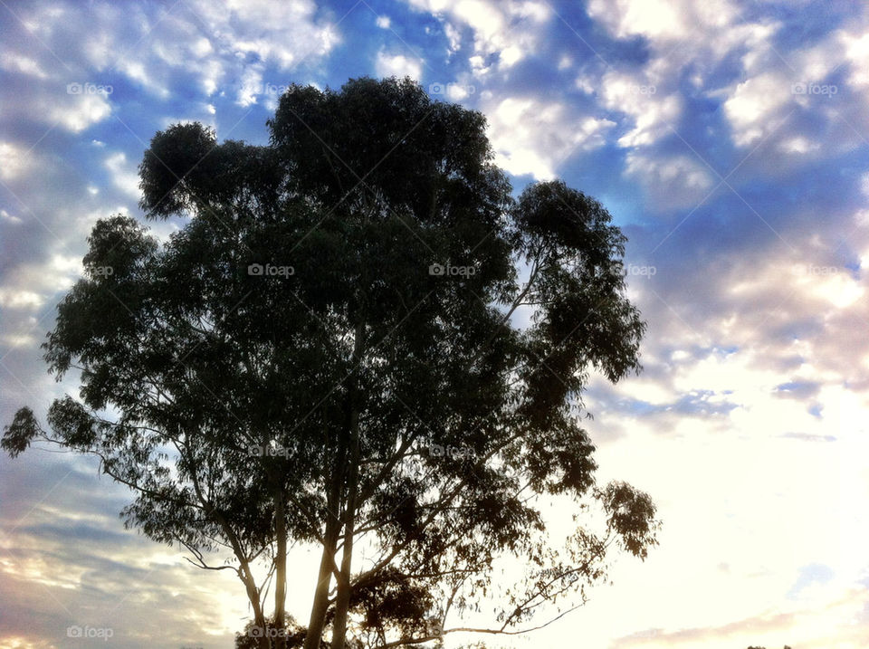 Tree, No Person, Nature, Sky, Sun