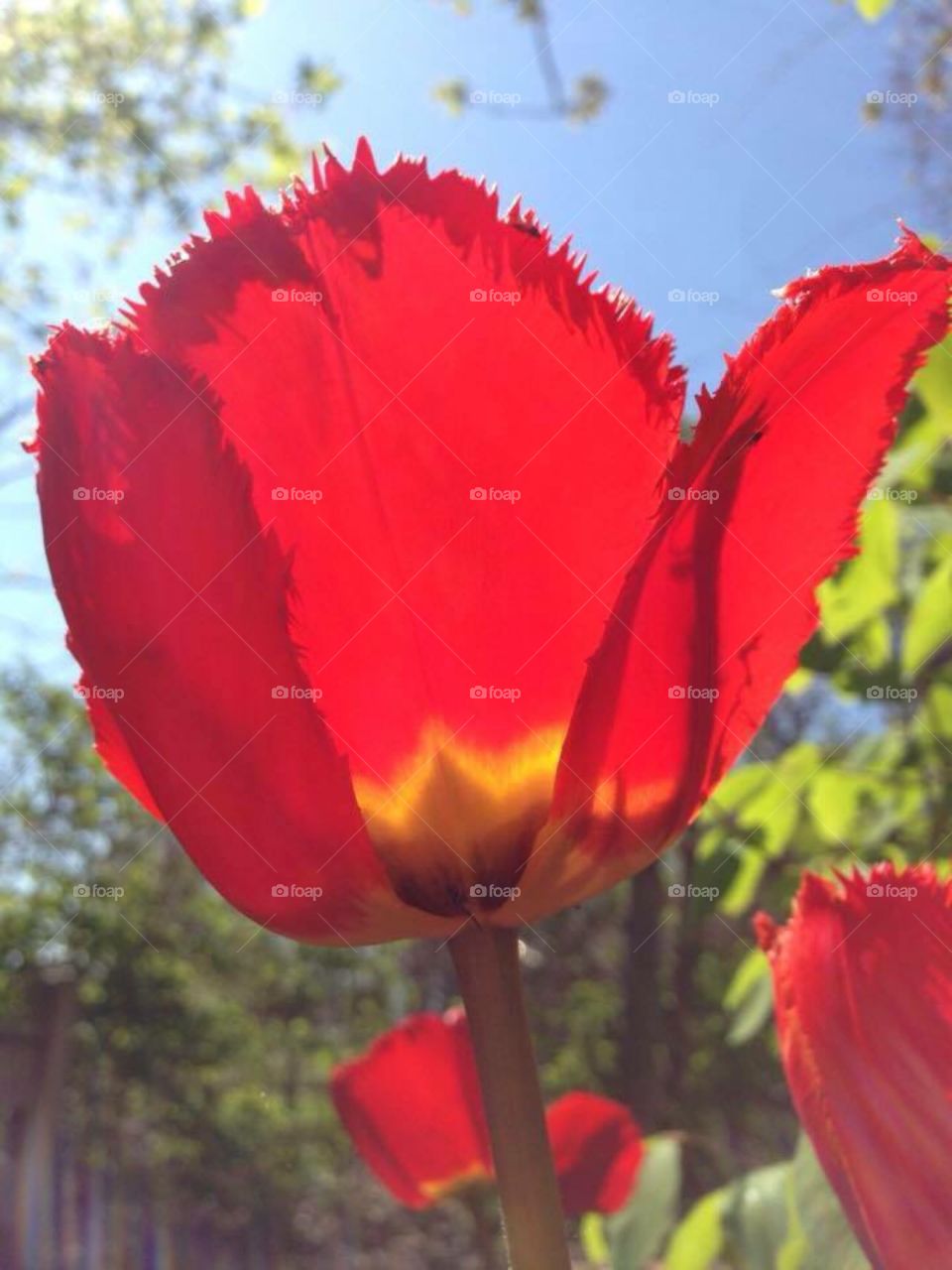 Red tulip in the spring 