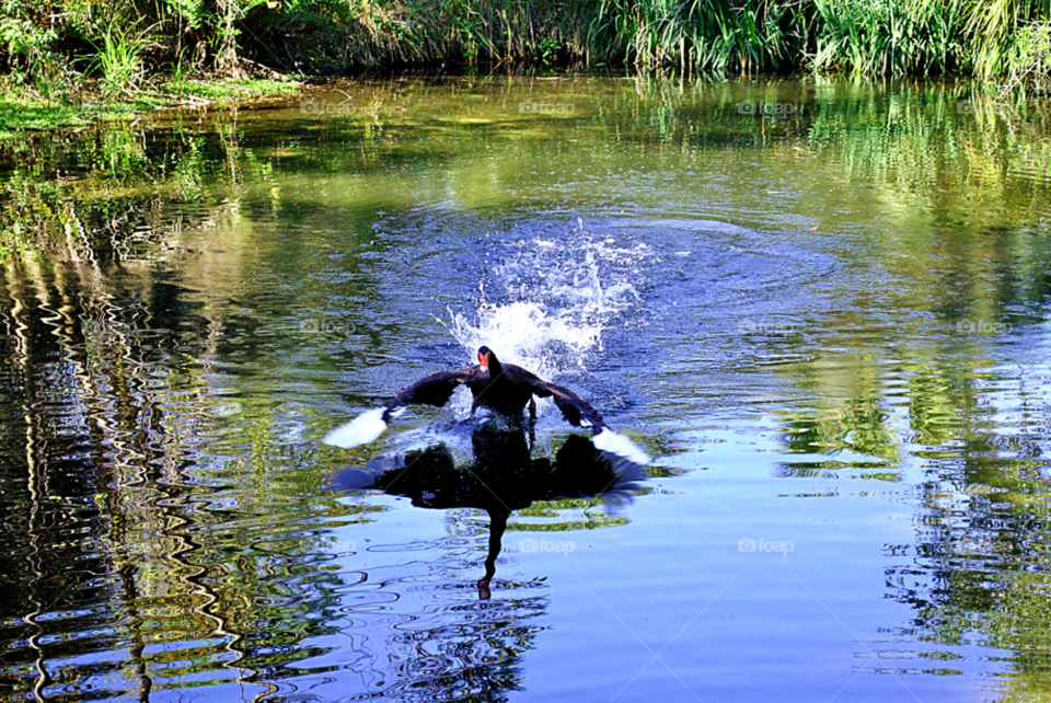 brevard zoo florida pond water swan by sher4492000