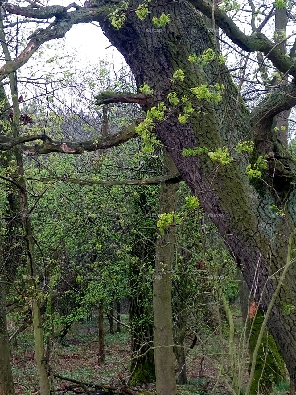 spring in the wood |polish nature