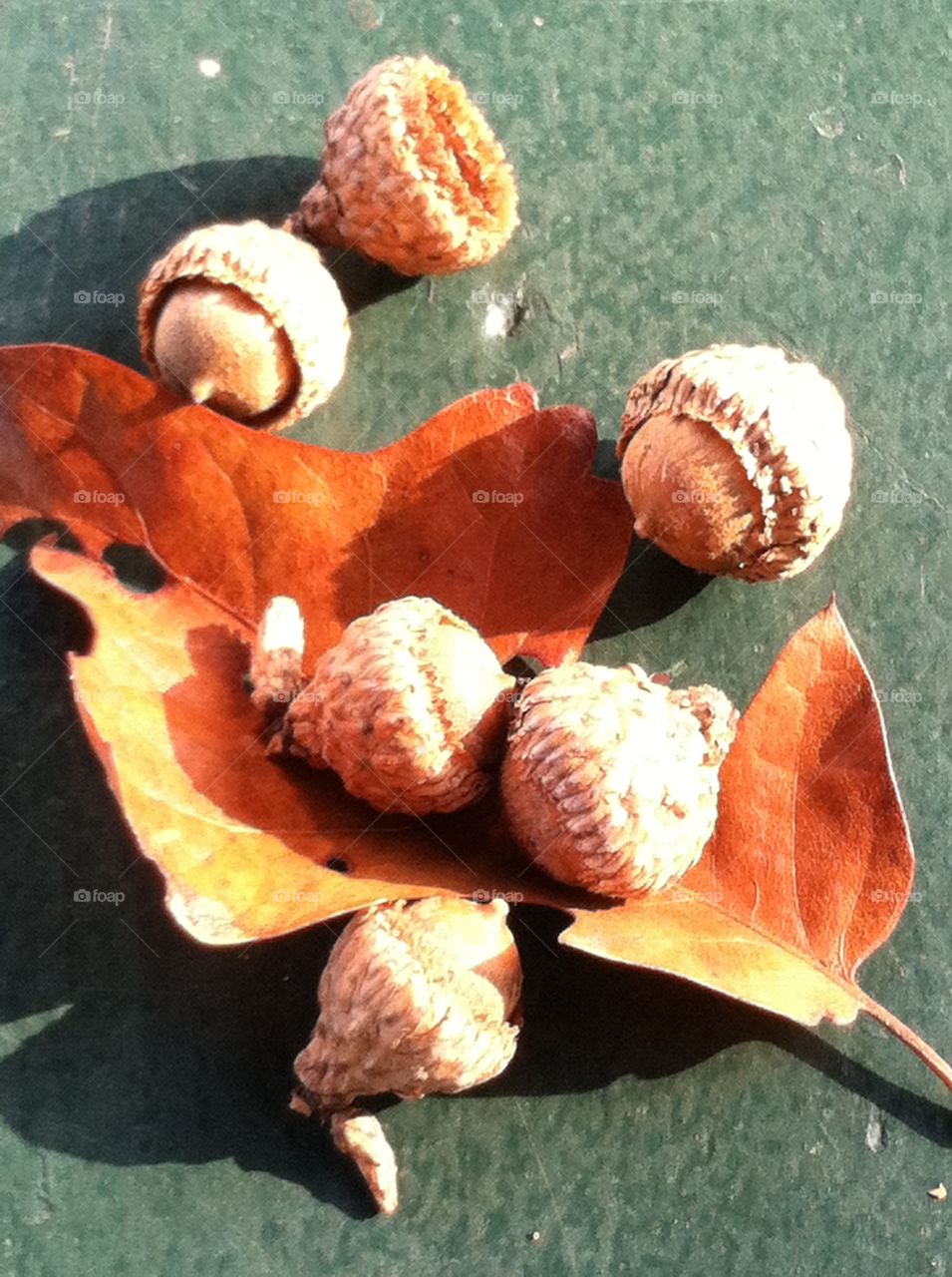 Fallen acorns and leave . The beauty of nature in the park . Fun to collect acorns , the cheeky squirrels loves them . 