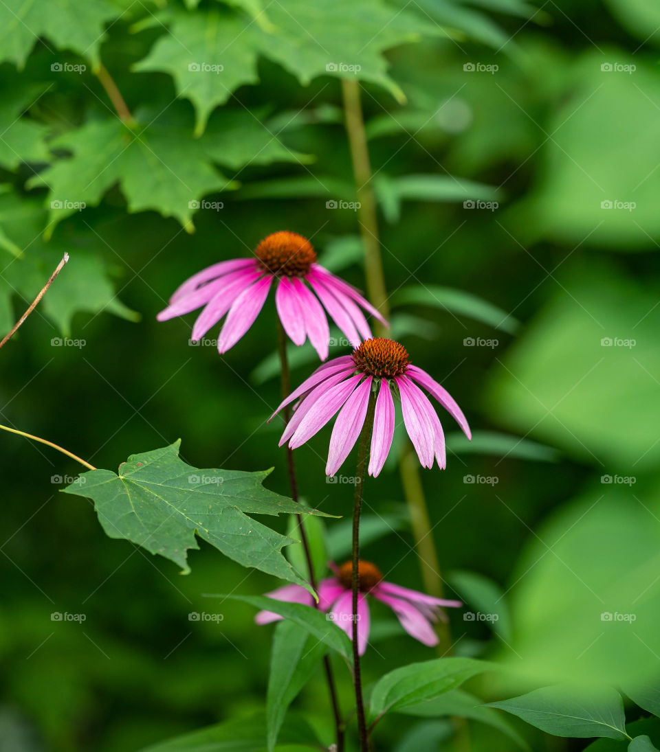 Pink flowers
