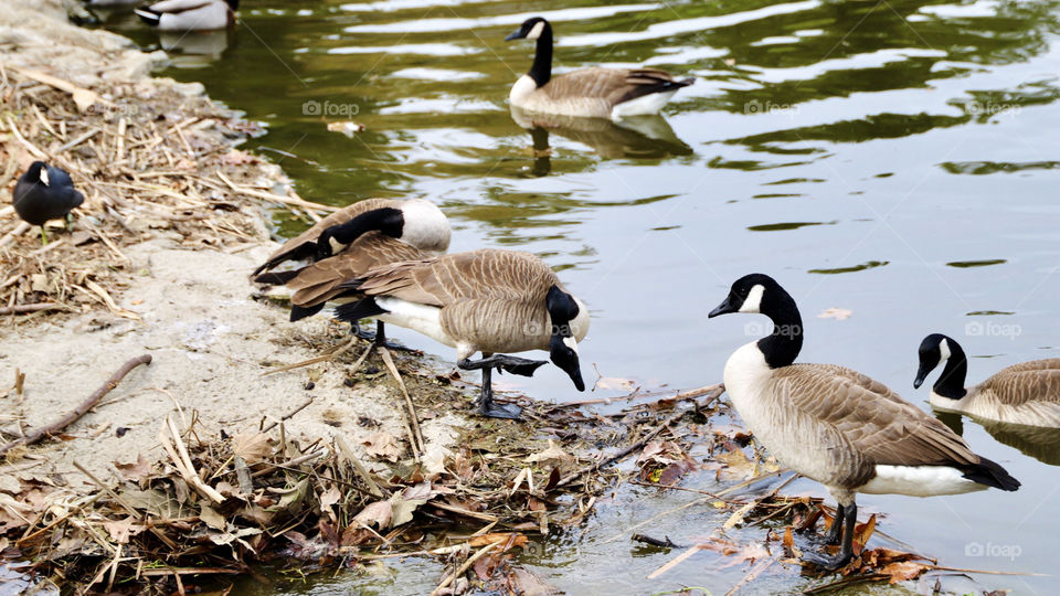 Geese at a local park 