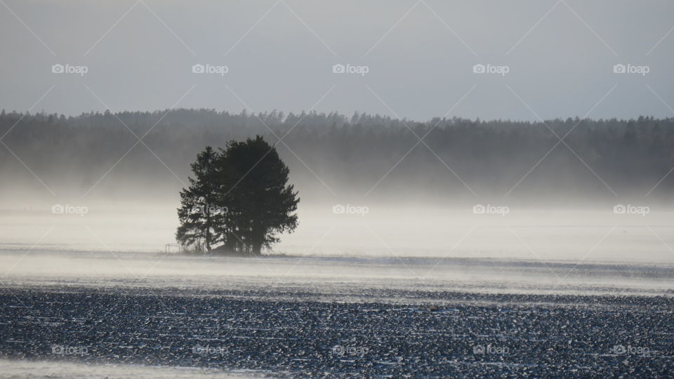 Winter tree