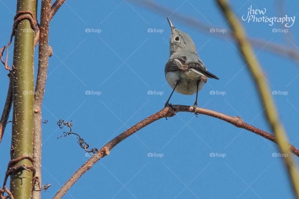 Blue Gray Gnatcatcher 