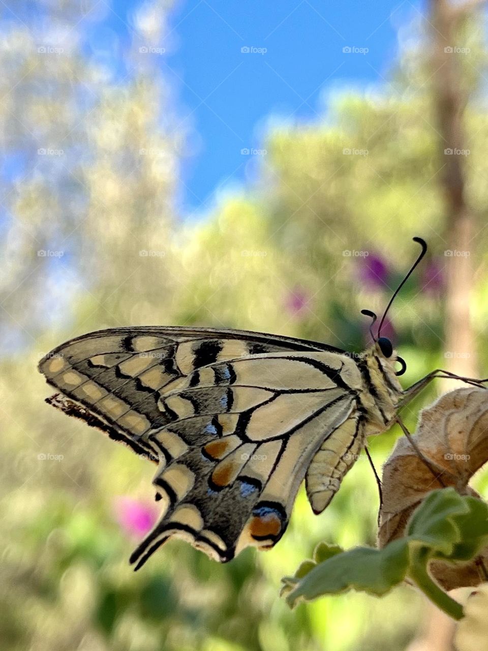 Butterfly 