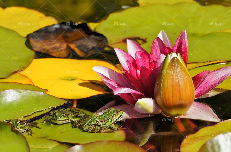 Lotus and frog in pond