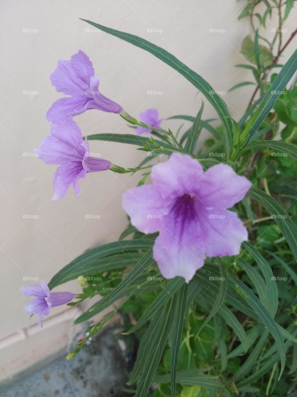 petunia purple flower seasonal fresh shurb small size looks very beautiful generally found everywhere seasonal
