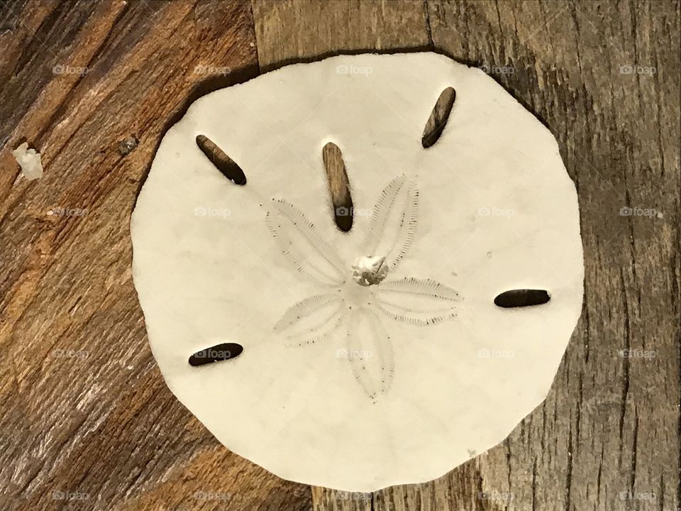 Sand Dollar