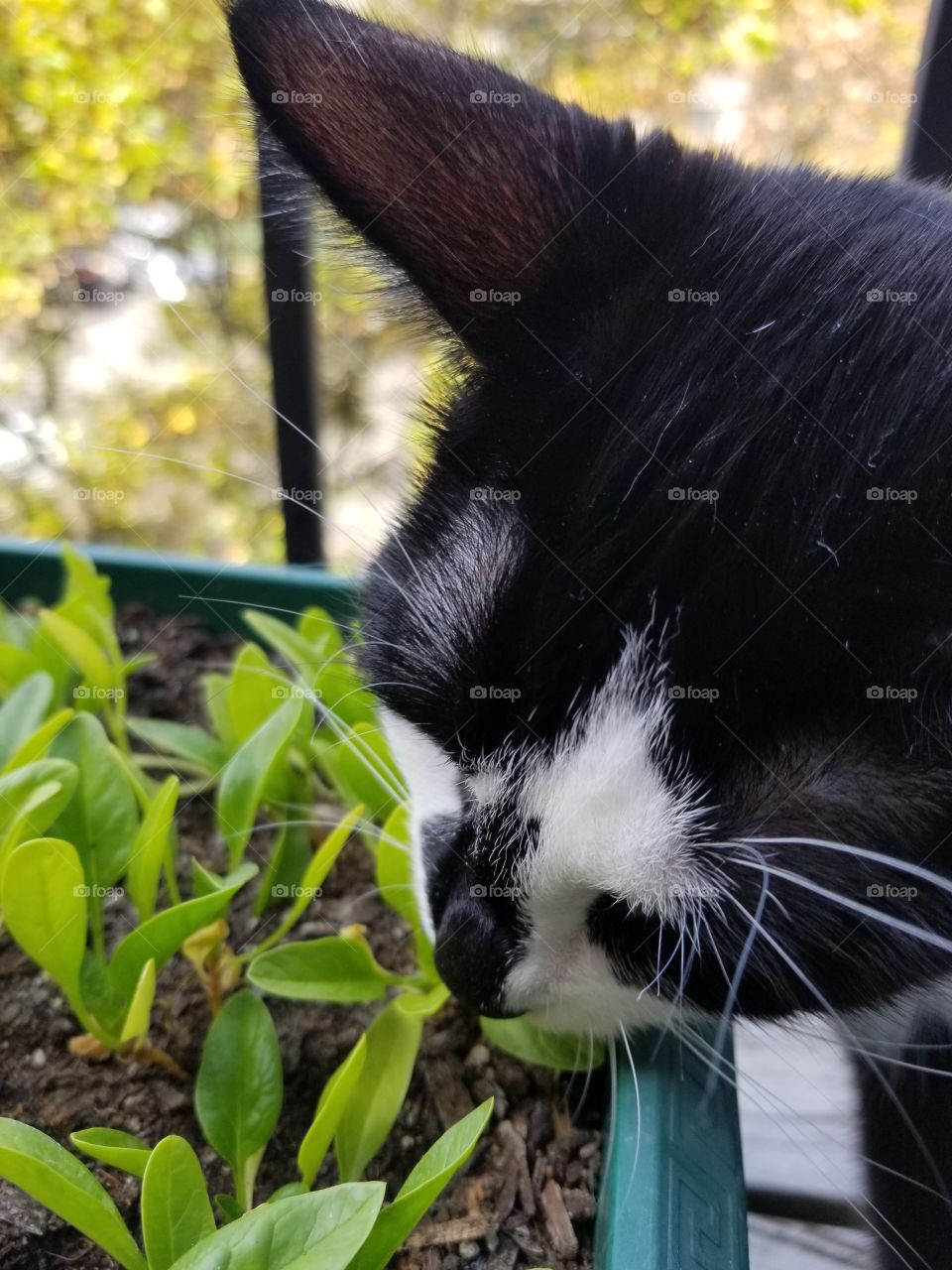 Our beautiful kitty munching fresh, home grown spinach! A close up picture to show off all her adorable fuzzy features!