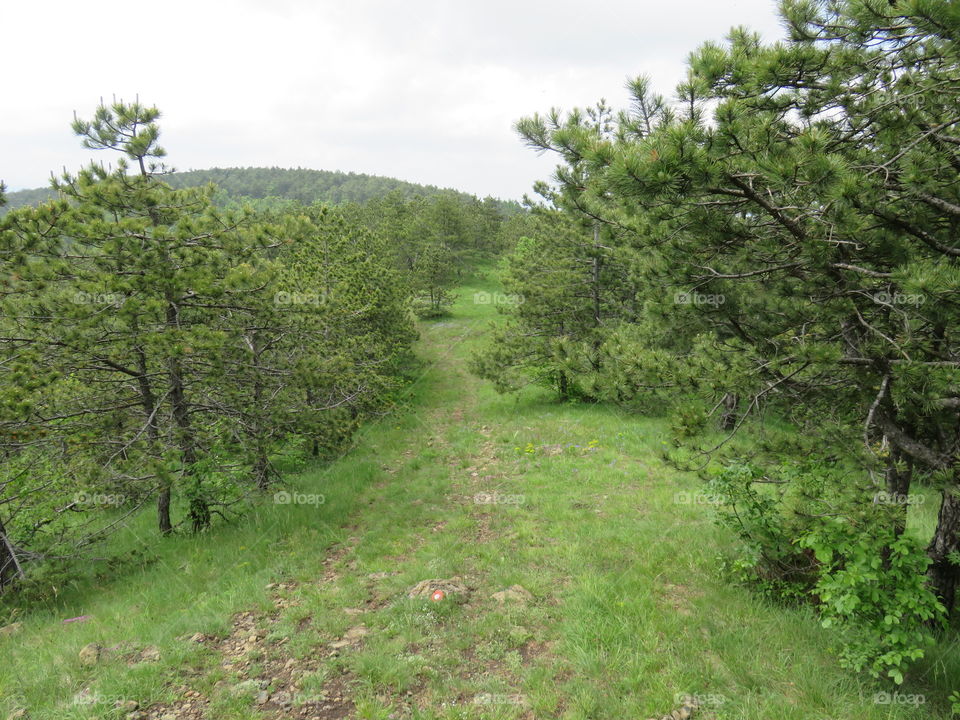 Mountain landscape dirt trail through forest