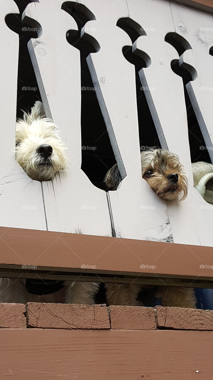 Yorkie and Westie stick noses out of the deck