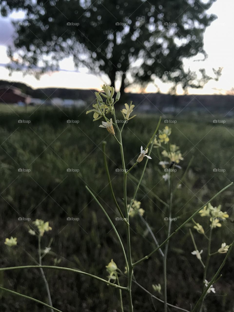 Flowers in the sunset. 