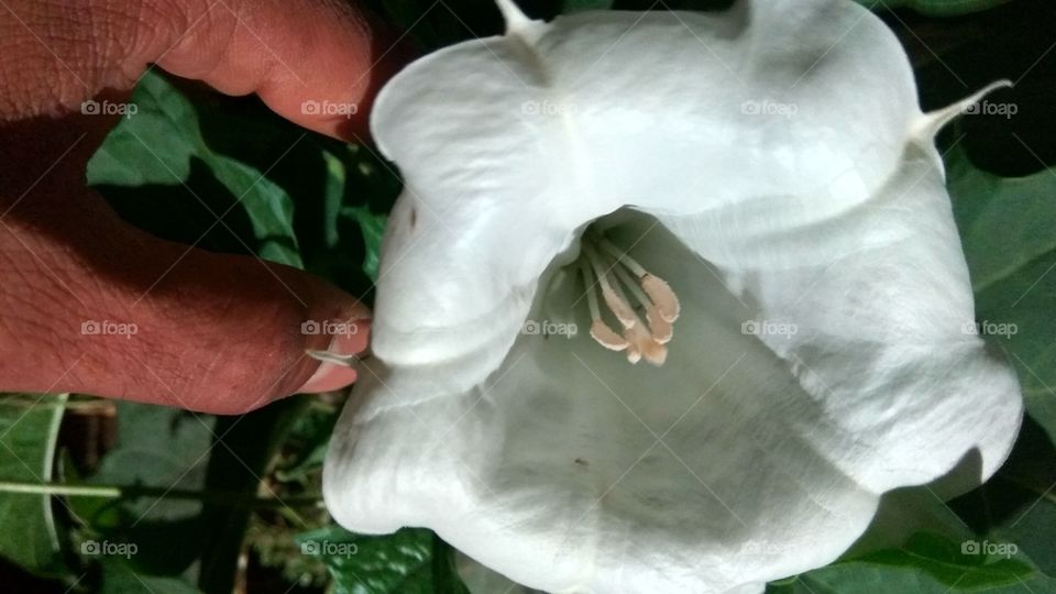 white color flower