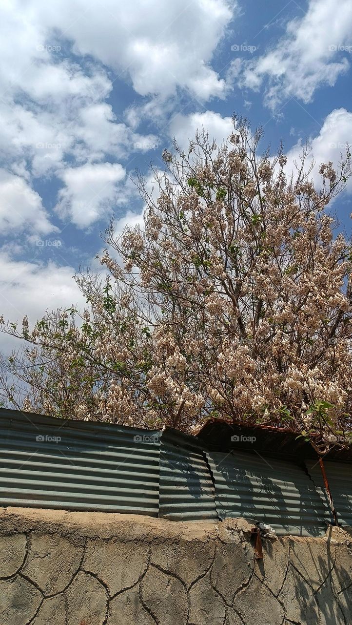 cloudy sky and marvelous view of blooms