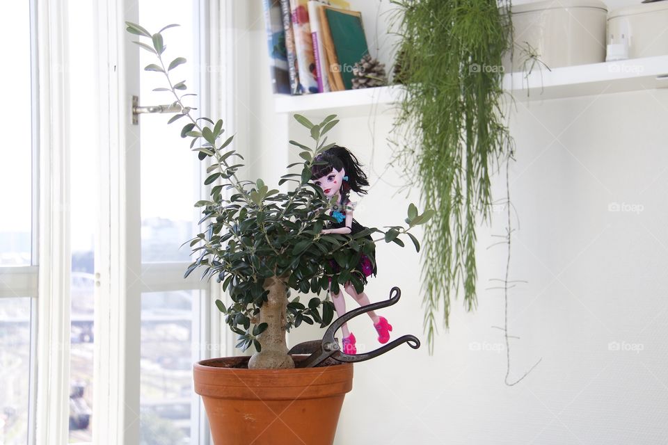 Houseplant, Window, House, Pot, Flora