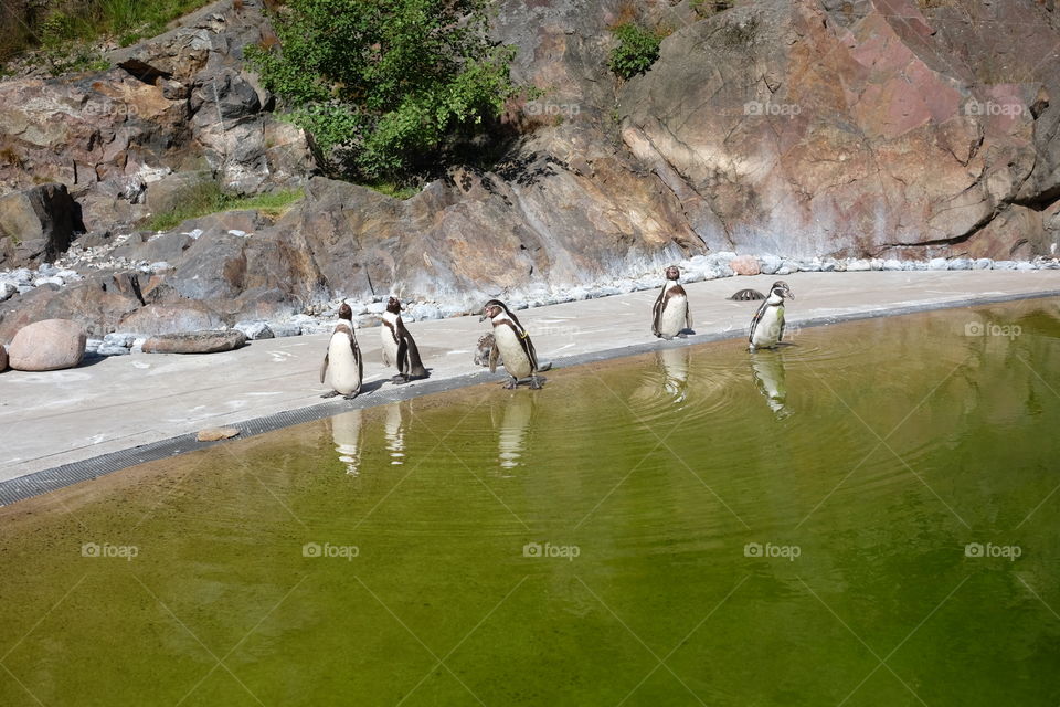 Penguins 