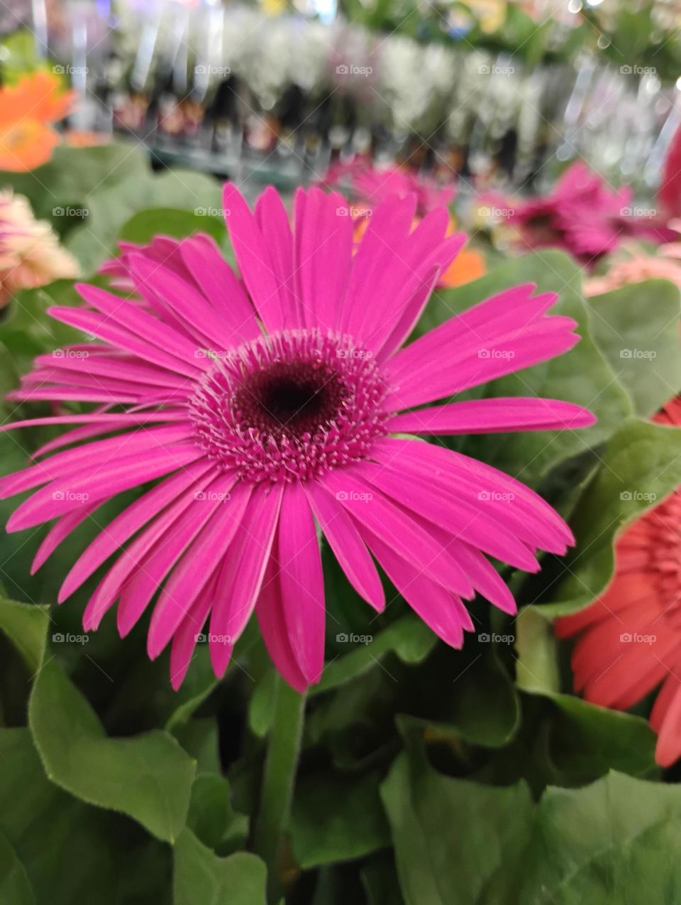 Gérbera pink. Os tons fortes, como o pink, sugere modernidade, desejo e desperta atenção. Cor-rosa significa romantismo, ternura e ingenuidade e está associada ao universo feminino