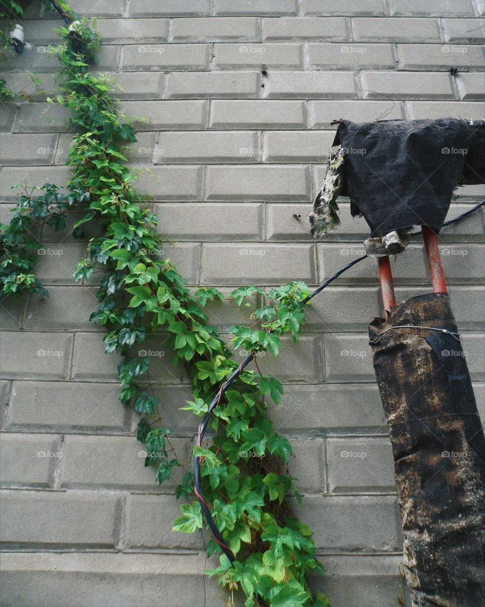 on a brick wall there is a wild vineyard