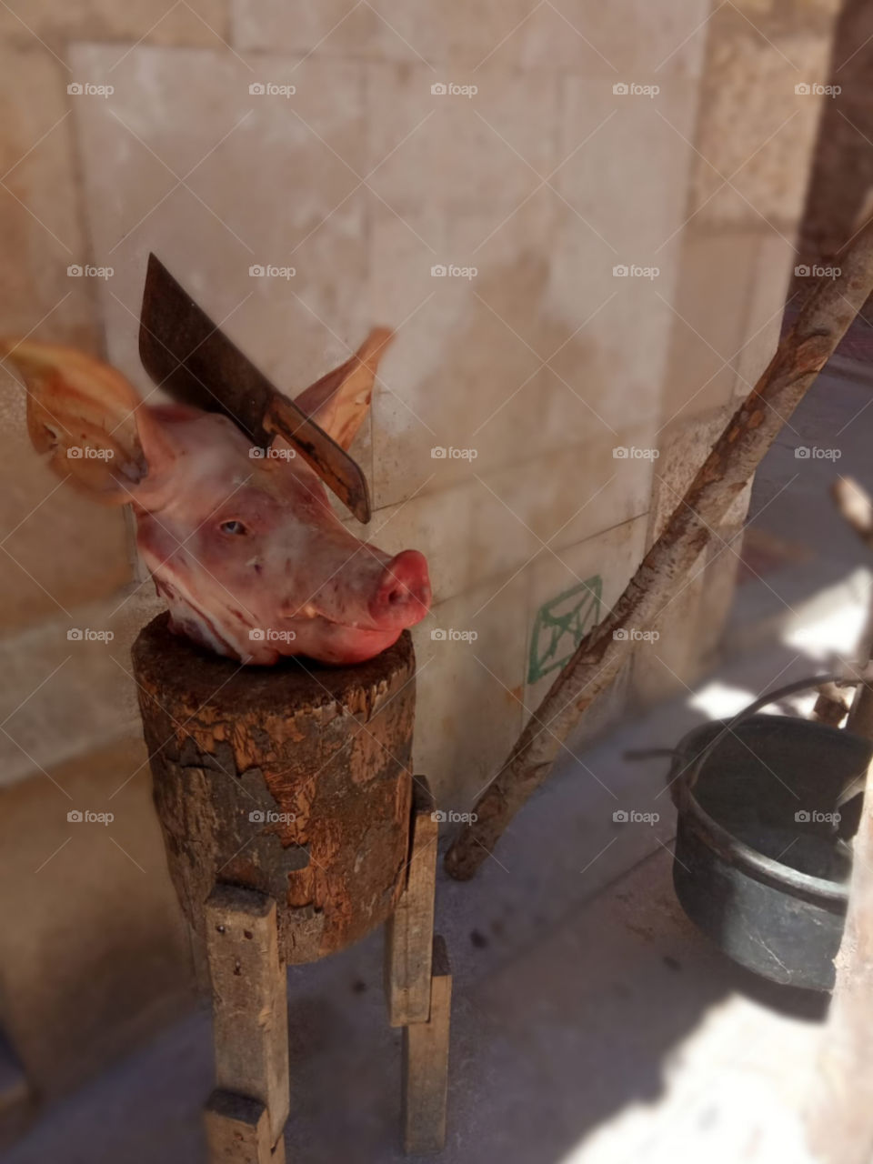 pig's head with a knife
